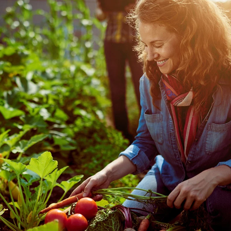 Eine lächelnde Frau in Jeanshemd und Schal erntet in einem sonnenbeschienenen Gemüsegarten, umgeben von grünen Pflanzen, frische Karotten und Tomaten.