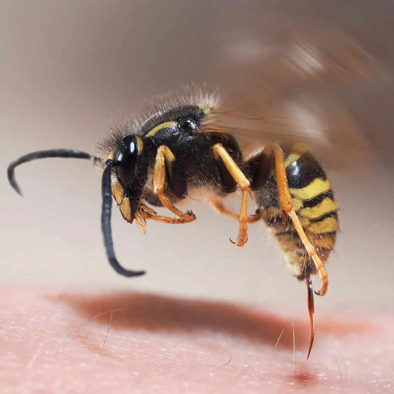 Eine Nahaufnahme einer Wespe im Flug, deren Flügel durch die Bewegung verschwommen sind und die knapp über der menschlichen Haut schwebt. Der Wespenkörper und die gestreifte gelb-schwarze Zeichnung sind deutlich zu erkennen.