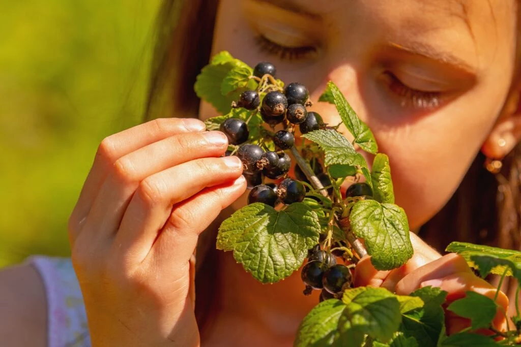 Frau riecht an schwarzen Johannisbeeren, einem Lebensmittel mit viel Vitamin C